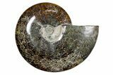 Polished Fossil Ammonite (Cleoniceras) - Madagascar #349169-1